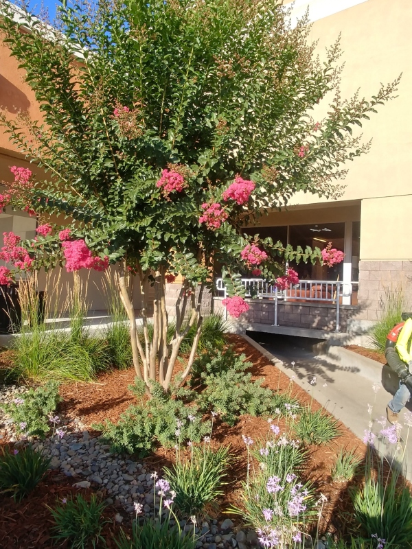 5 Local Lawn Care Company