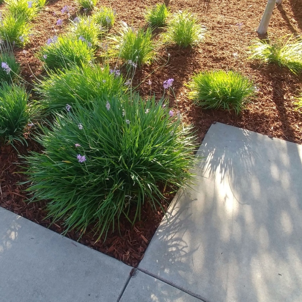 Tiered retaining wall with plantings