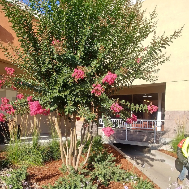 A beautifully manicured front yard with lush green grass and a stone walkway leading to a modern hom
