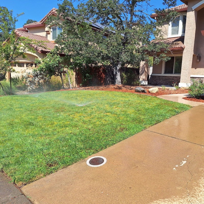 A gardener carefully planting colorful annual flowers in a front yard garden A gardener carefully planting colorful annual flowers in a front yard garden