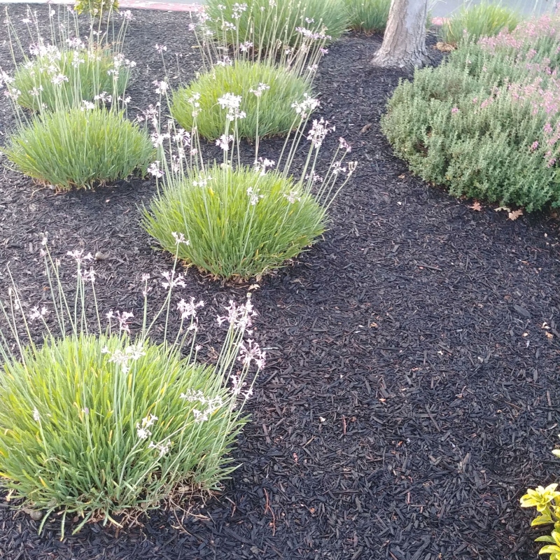 A luxurious backyard oasis featuring a stone patio, outdoor lighting, and vibrant plant life