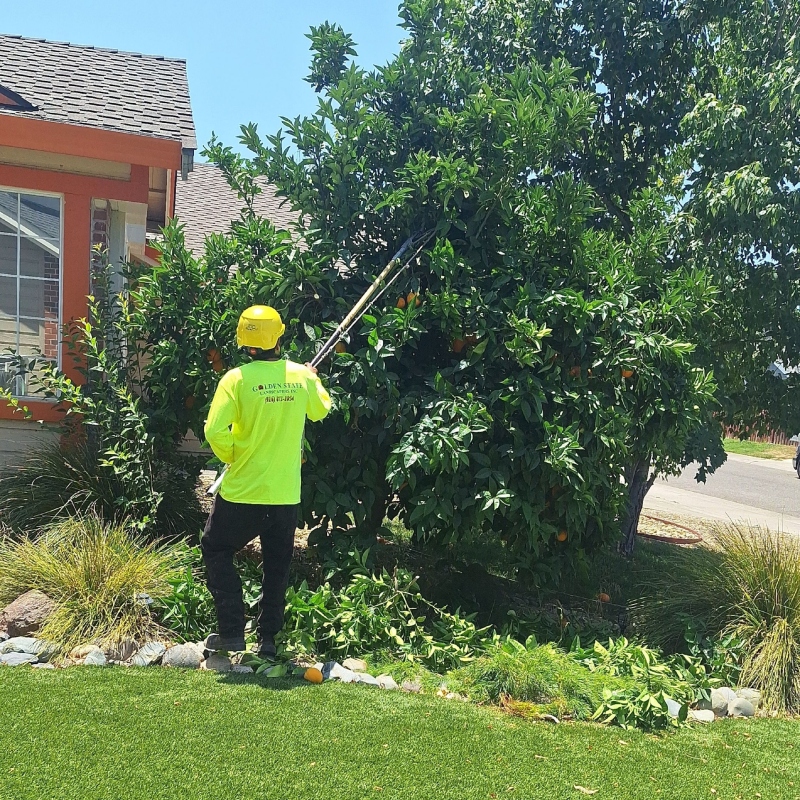 Complete modern backyard renovation with a new lawn, patio, and privacy shrubs