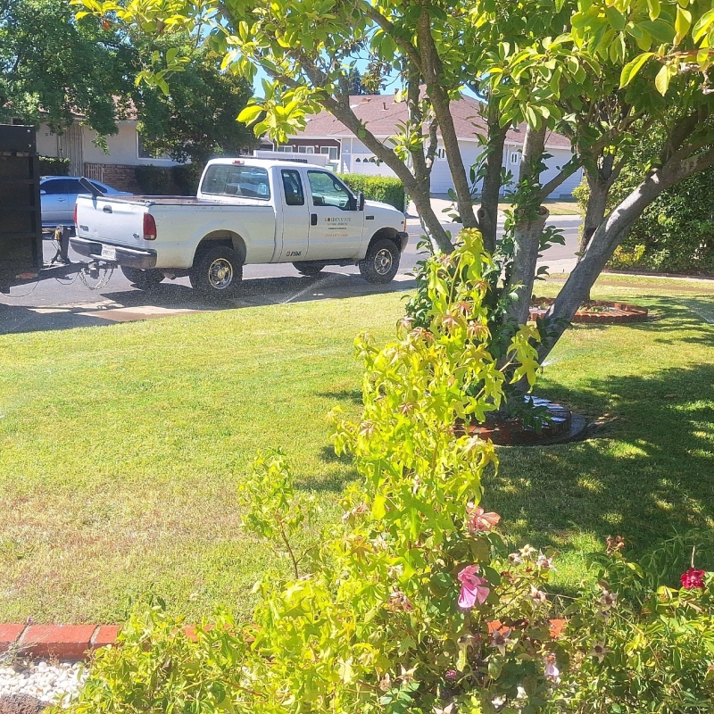 Expert landscaping team working together to install a new lawn using fresh sod