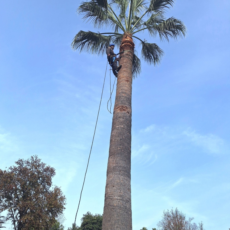 Professional landscaper mowing a vibrant green lawn with clean, straight lines
