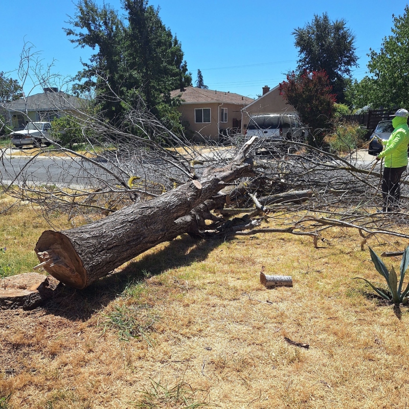 Side-by-side comparison of an overgrown yard transformed into a manicured garden oasis