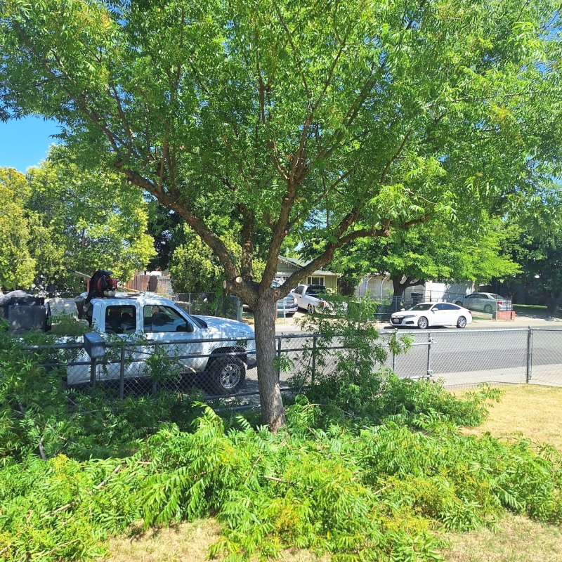 The well-maintained entrance of an office building with fresh mulch and trimmed hedges