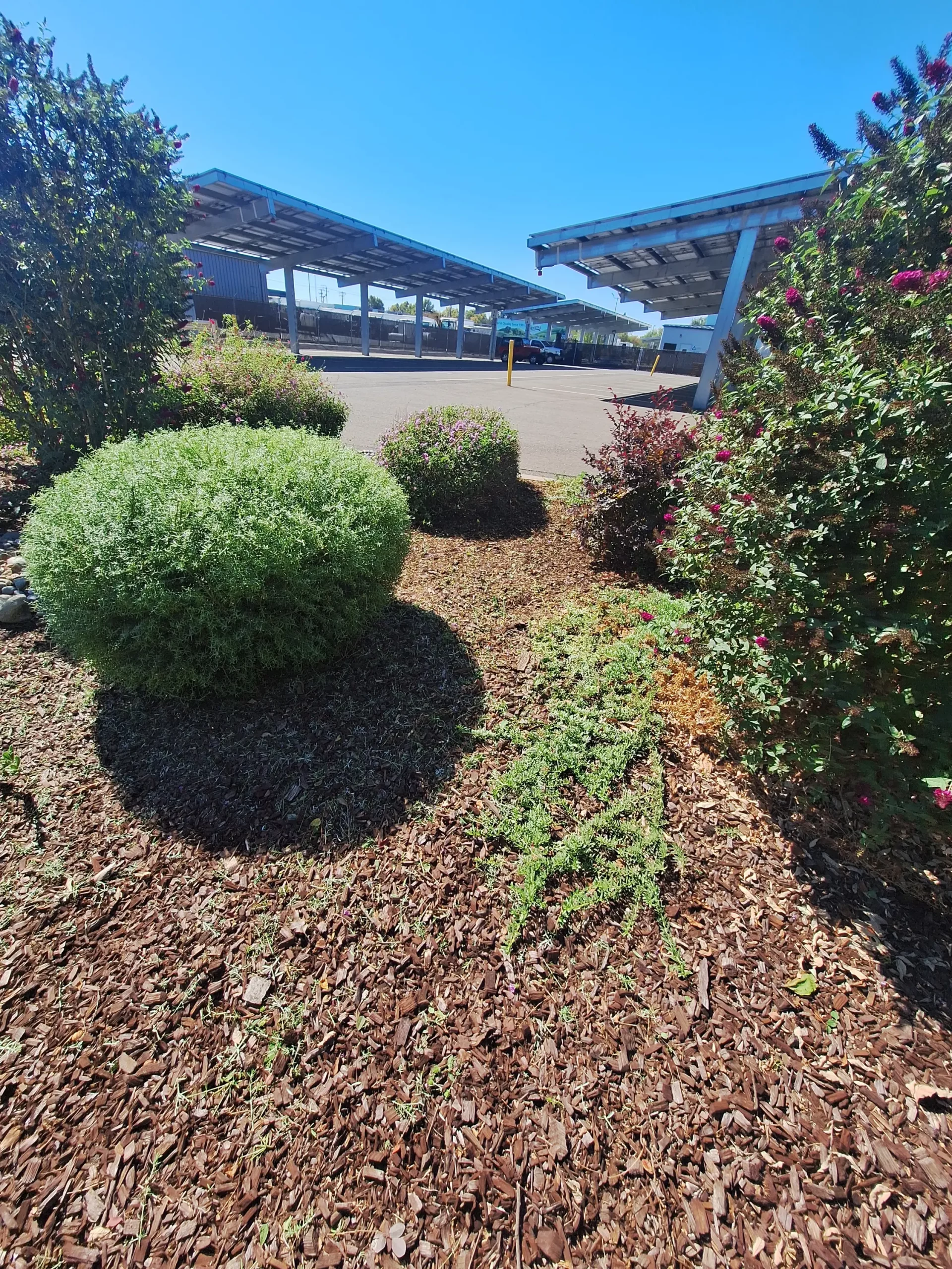 A gardener carefully planting colorful annual flowers in a front yard garden