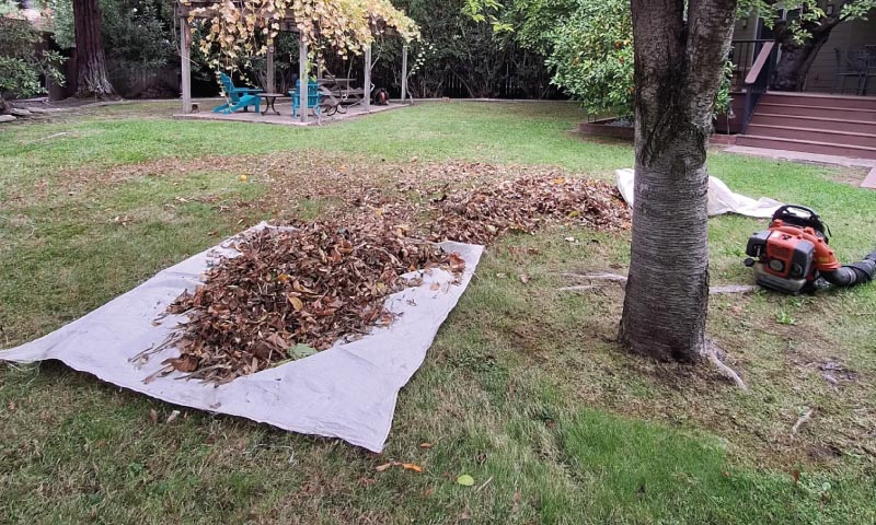 Lawn Clean Up Services